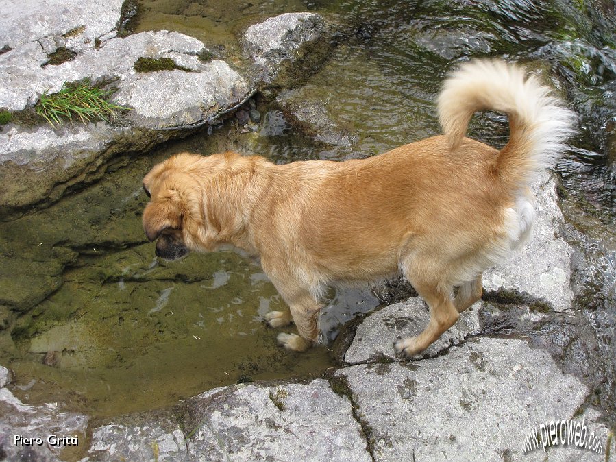 20 Lola al torrente in cerca di pesci.jpg